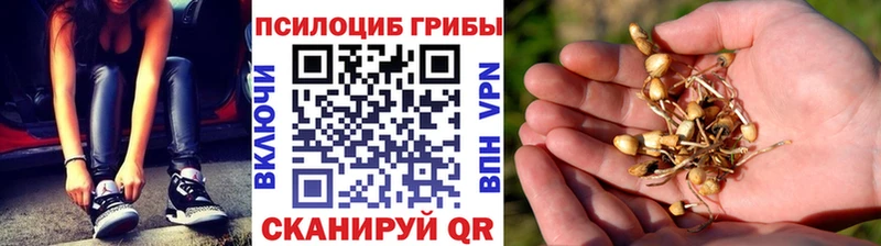 Псилоцибиновые грибы Psilocybine cubensis  Приволжск 